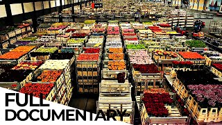 Billion Dollar Flower Market  ENDEVR Documentary [upl. by Ycnahc]