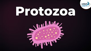 Introduction to Protozoa  Microorganisms  Biology  Dont Memorise [upl. by Woodward]