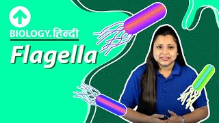 Flagella  Hindi  Biology [upl. by Rozelle]