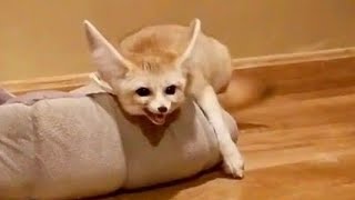 FENNEC FOX FREAK OUT [upl. by Htenek]