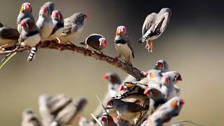 Zebra finches in Australia [upl. by Obola76]