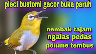 PLECI BUSTOMI GACOR BUKA PARUH [upl. by Elfont]