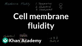 Cell membrane fluidity  Cells  MCAT  Khan Academy [upl. by Lleryt]