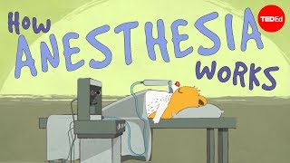 How does anesthesia work  Steven Zheng [upl. by Joellyn]