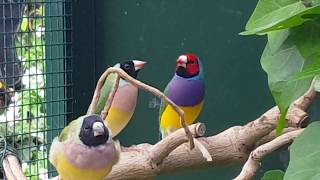 Gouldian Finches in aviary outside Gouldamadines in buiten voliere [upl. by Arleen]