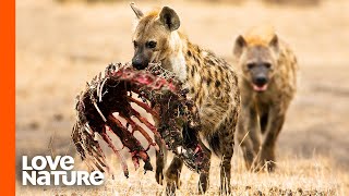 Spotted Hyena Clan Feeding Frenzy [upl. by Buffy991]