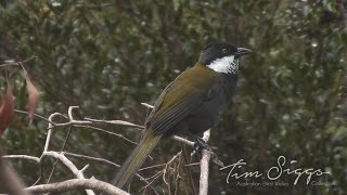 Eastern Whipbird call Psophodes olivaceus HD Video clip 12 Tim Siggs ABVC [upl. by Hippel]