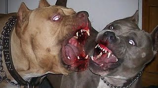 TOP 5 VIDEOS DE PELEAS DE PERROS CAPTADO EN CAMARA [upl. by Pacian]