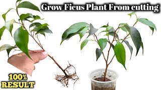 Propagation of Ficus Plant from cutting  How to grow ficus Benjamina from cutting [upl. by Swor]