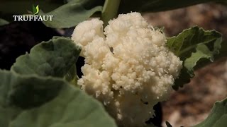 Comment planter des choux fleurs au potager   Truffaut [upl. by Ynnam646]