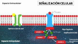 Proteína G y señalización celular básica [upl. by Joana]