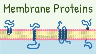 Membrane Proteins  DONT MISS the FUNCTIONS at 418 [upl. by Rehtul]