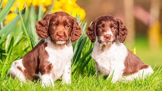 ENGLISH SPRINGER SPANIEL PUPPIES FROM 2 TO 8 WEEKS [upl. by Ahsuatan615]