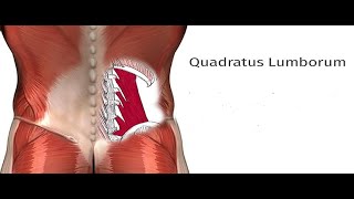 Two Minutes of Anatomy Quadratus Lumborum QL [upl. by Sualohcin]