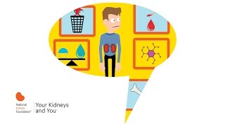 Kidneys and the Nephron [upl. by Athiste916]