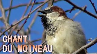 MOINEAU qui chante  House Sparrow [upl. by Ellehcyar]