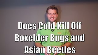 Does Cold Kill Off Boxelder Bugs and Asian Beetles [upl. by Akcire307]