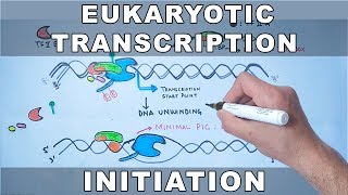 Transcription Initiation in Eukaryotes [upl. by Relyks]