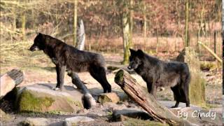 Hurlements de loups noirs [upl. by Jedidiah]