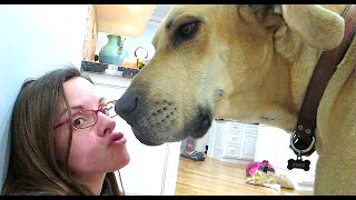 GIGANTIC DOG KISS [upl. by Irfan]