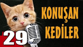 Konuşan Kediler 29  En Komik Kedi Videoları [upl. by Earej]