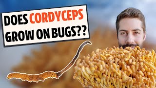 Does Cordyceps Actually Grow On Bugs Know The Difference [upl. by Kutzer]