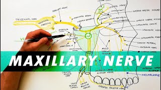 What is Oral and Maxillofacial Surgery [upl. by Esinek]