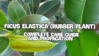 How To Care For Ficus Elastica  Complete Care Guide Propagation and Potting [upl. by Rebah]