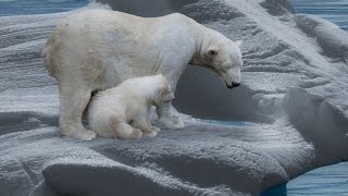 Der Eisbär  Dokumentation 1080p HD DokuExtrem [upl. by Adnawahs]