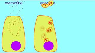 AP1 MEROCRINE APOCRINE amp HOLOCRINE GLANDS [upl. by Aicirtap]