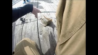 STUNG BY A STINGRAY INSANE FOOTAGE [upl. by Aliekahs]