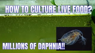 How to Culture Daphnia Secret Method to Breed MILLIONS  Simply Aquatic [upl. by Stanhope]