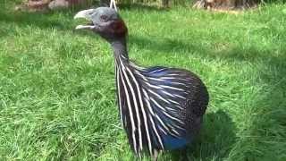 Vulturine Guineafowl sings [upl. by Enrobyalc]