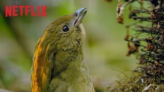 Dancing With The Birds  Clip  Netflix [upl. by Ardnuasac]