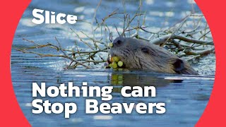 How Do Beavers Build a Dam  SLICE [upl. by Ierbua]