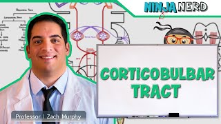 Neurology  Descending Tracts Corticobulbar Tract [upl. by Bette679]