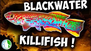 BLACKWATER GARDNERI KILLIFISH AQUARIUM SETUP P82 [upl. by Hanway]