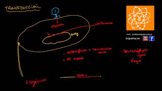 Transducción bacteriana [upl. by Neri259]