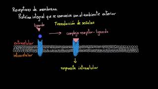 Receptores de membrana  Khan Academy en Español [upl. by Eindys]