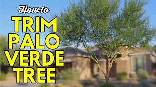 How to Trim a Palo Verde Tree [upl. by Droffilc]