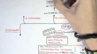 Part II  Aracidonic Acid Metabolites [upl. by Imled]