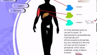 Glycolysis [upl. by Elac]