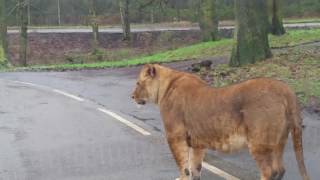 lion jumped on my car in safari park knowsley [upl. by Hadsall]