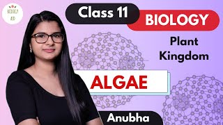 Class 11  Algae Plant Kingdom  NCERT [upl. by Kunz]