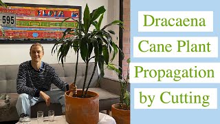 How to Propagate Dracaena Cane Plant by Cuttings [upl. by Jill]