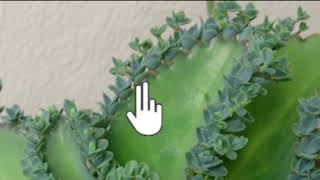 Vegetative propagation amp advantages  How do organisms reproduce  Biology  Khan Academy [upl. by Menis]