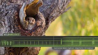 Australian Owletnightjar – Sounds amp Calls [upl. by Franz]