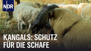 Kangals Bodyguards für Schafe  NaturNah  NDR Doku [upl. by Enaitsirhc70]