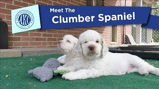 AKCs Meet the Clumber Spaniel [upl. by Elitnahc]