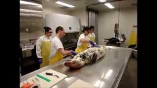 Postmortem examination on a grey seal [upl. by Hoppe421]